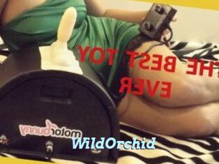 WildOrchid_